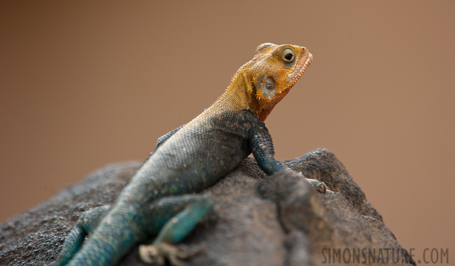 Agama lionotus [550 mm, 1/640 sec at f / 8.0, ISO 1600]